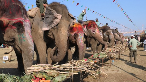 सौराहामा हात्तीको वनभोज   